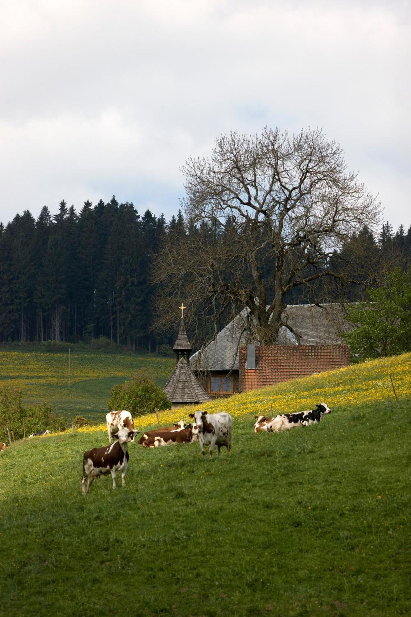 Drei Tannen - Wohnung 11 - Apartmenthaus, Titisee, Feldberg Esterno foto